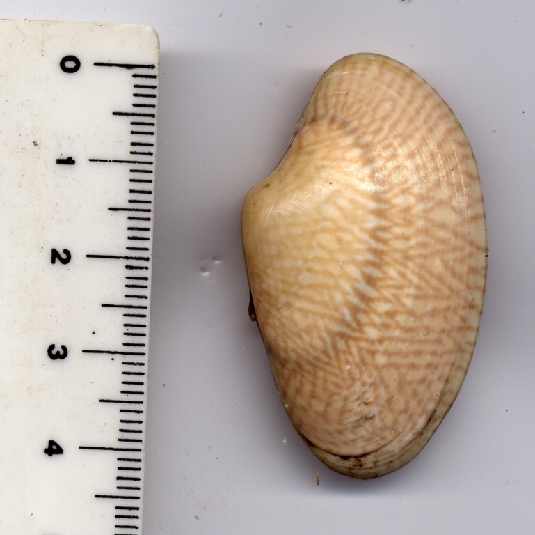 Paphia exarata